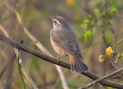 Bluethroat