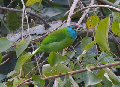Blue-throated Barbet