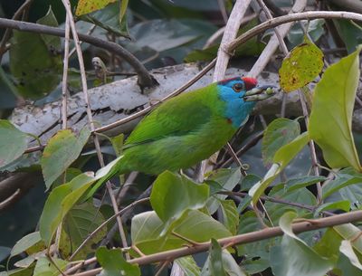 Blue-throated Barbet 