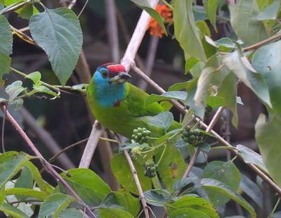 Blue-throated Barbet