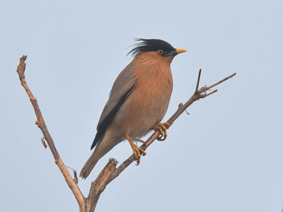 Brahminy Starling 