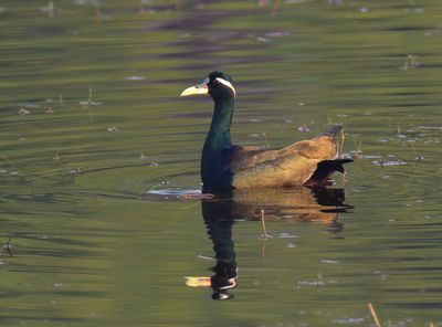 Bronze-winged Jacana 