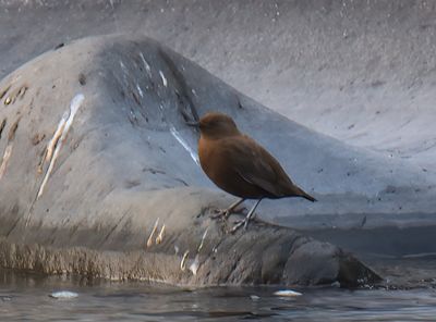 Brown Dipper 