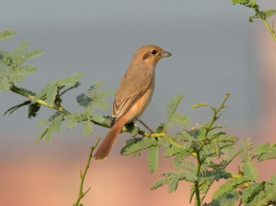 Brown Shrike 