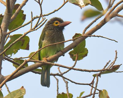 Brown-headed Barbet 
