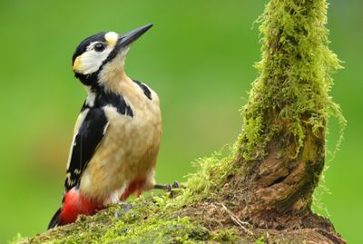 Great-spotted Woodpecker 
