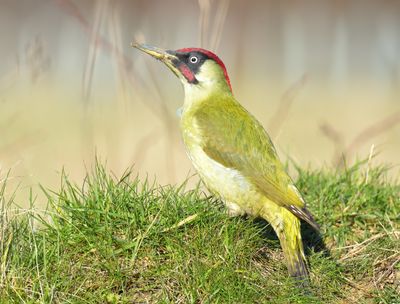 Green Woodpecker