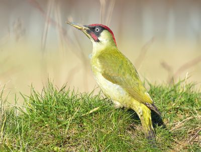 GREEN WOODPECKER