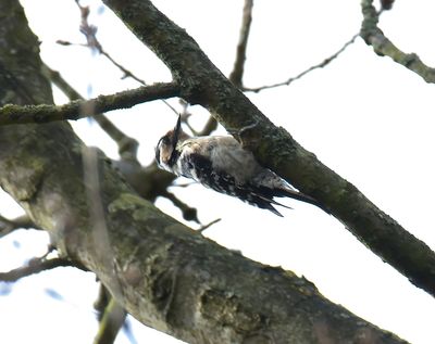 Lesser-spotted Woodpecker