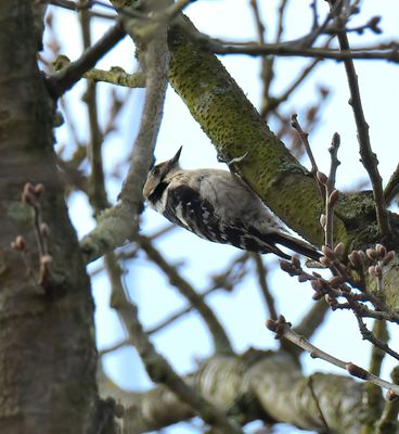 LESSER-SPOTTED WOODPECKER