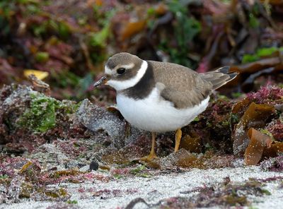 Ringed Plover 