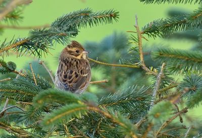 Rustic Bunting 