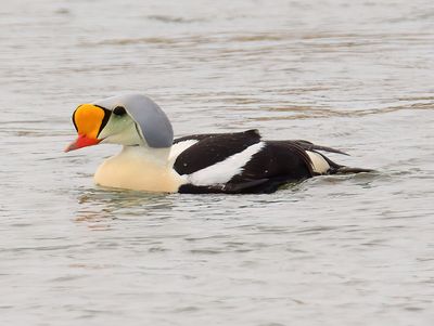 KING EIDER