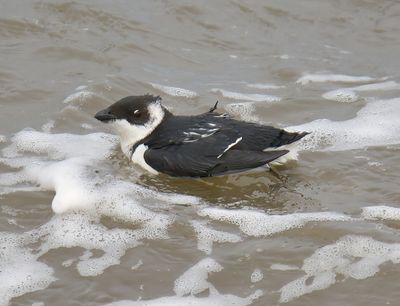 Little Auk 