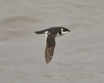Little Auk