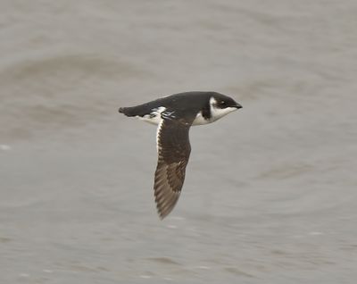 Little Auk 