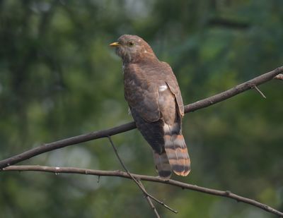 Common Hawk Cuckoo 