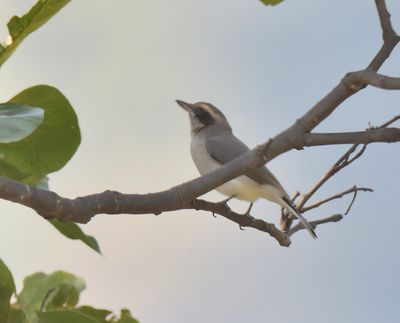 Common Woodshrike