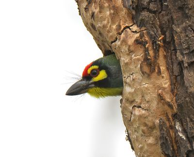Coppersmith Barbet 