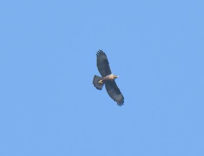 Crested Hawk Eagle 