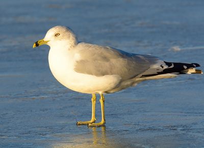 Ring-billed Gull 