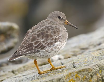 Purple Sandpiper