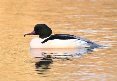 Goosander