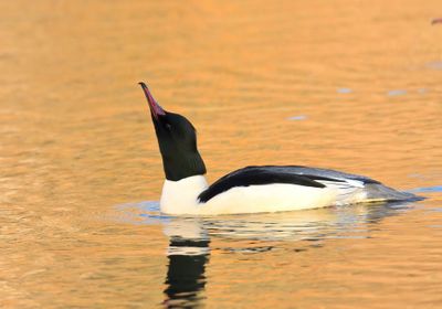 Goosander