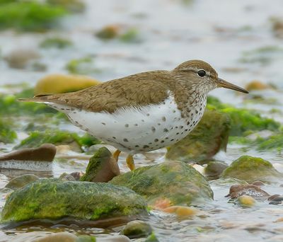 Spotted Sandpiper 