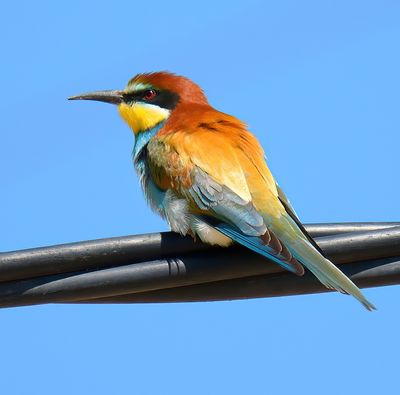 Bee-eater 