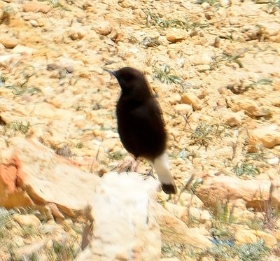 Black Wheatear 