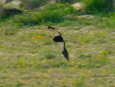 Black-bellied Sandgrouse 