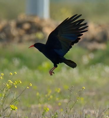 Chough