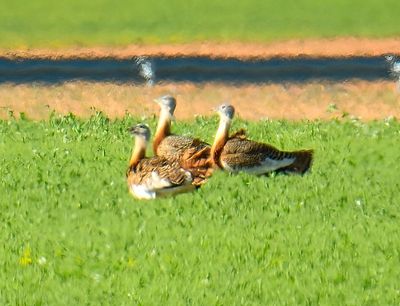 Great Bustard