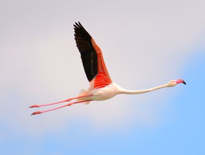 Greater Flamingo