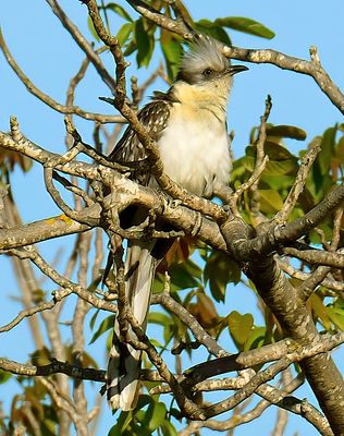 Great-spotted Cuckoo 