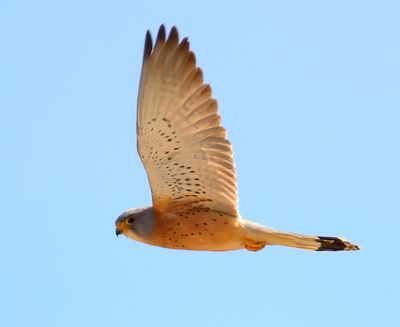 Lesser Kestrel