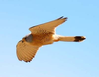 Lesser Kestrel 