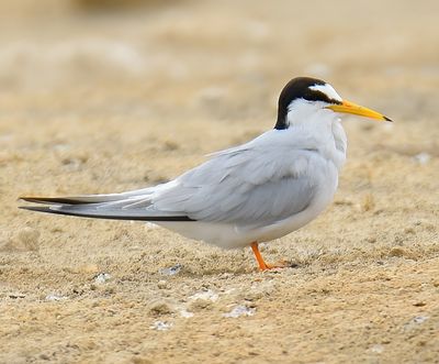 Little Tern 