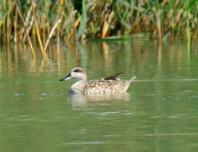 Marbled Duck 