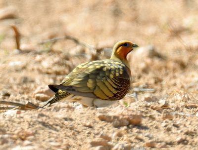 Pin-tailed Sandgrouse