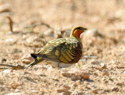 Pin-tailed Sandgrouse 