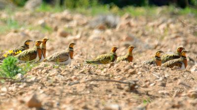 Pin-tailed Sandgrouse 