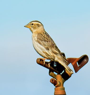 Rock Sparrow 