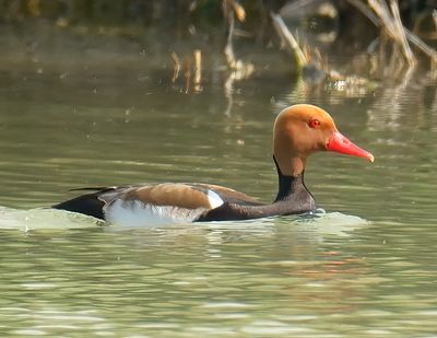 Red-Crested Pochard 