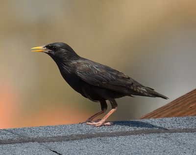 Spotless Starling 