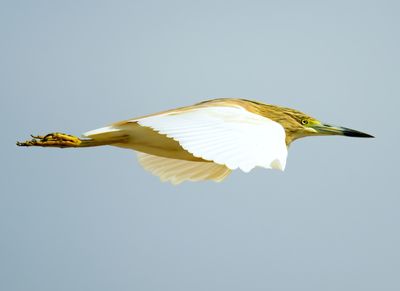 Squacco Heron 