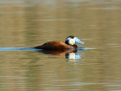 White-headed Duck 