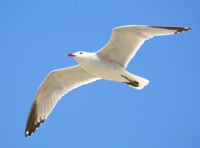 Audouin's Gull 