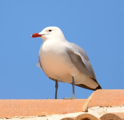 Audouin's Gull 